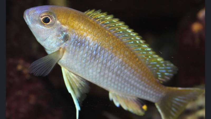 Gephyrochromis lawsi 'Londo'